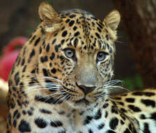 Image of Amur leopard