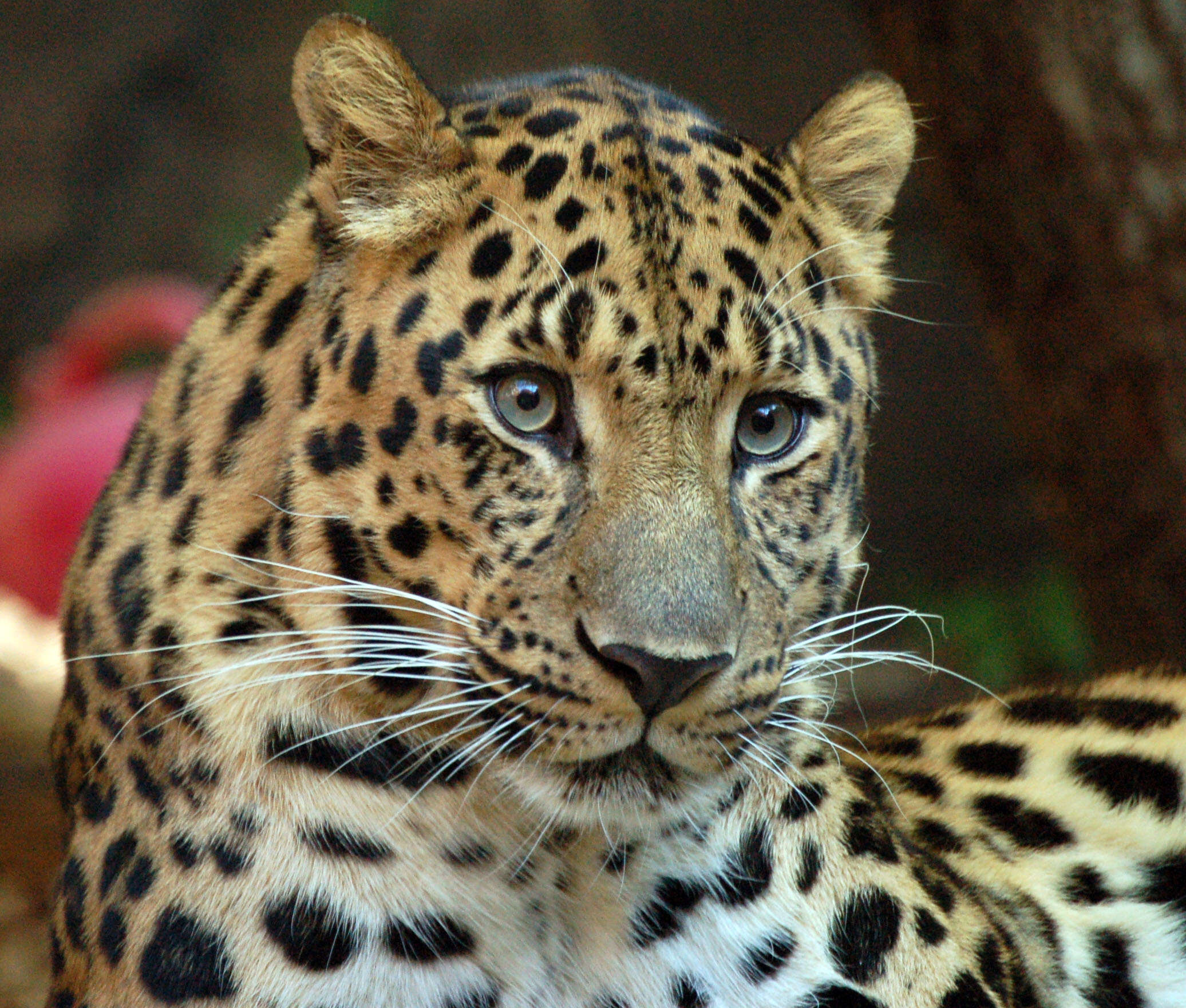 Imagem de Leopardo-de-amur