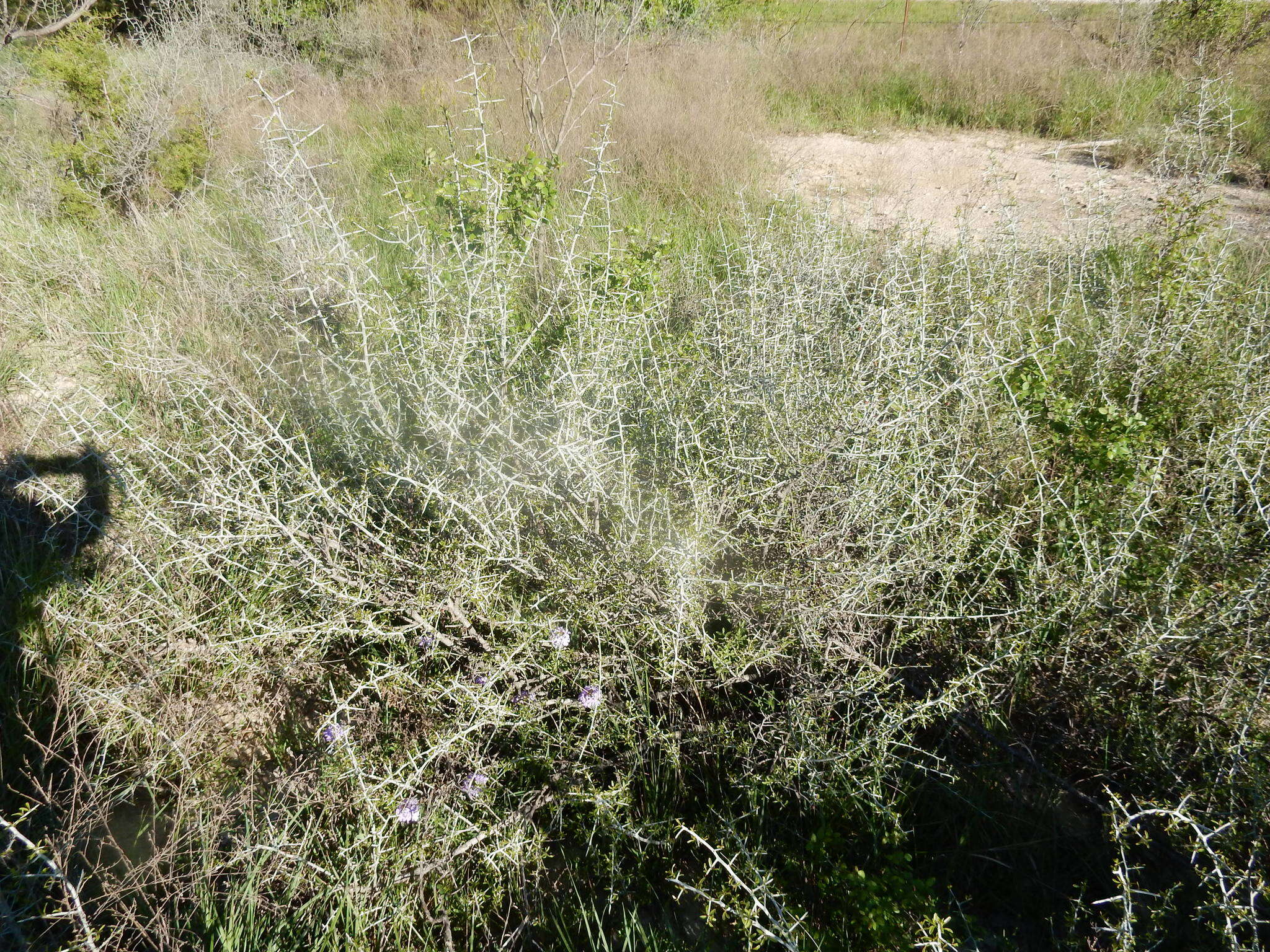 Plancia ëd Sarcomphalus obtusifolius (Hook. ex Torr. & A. Gray) Hauenschild