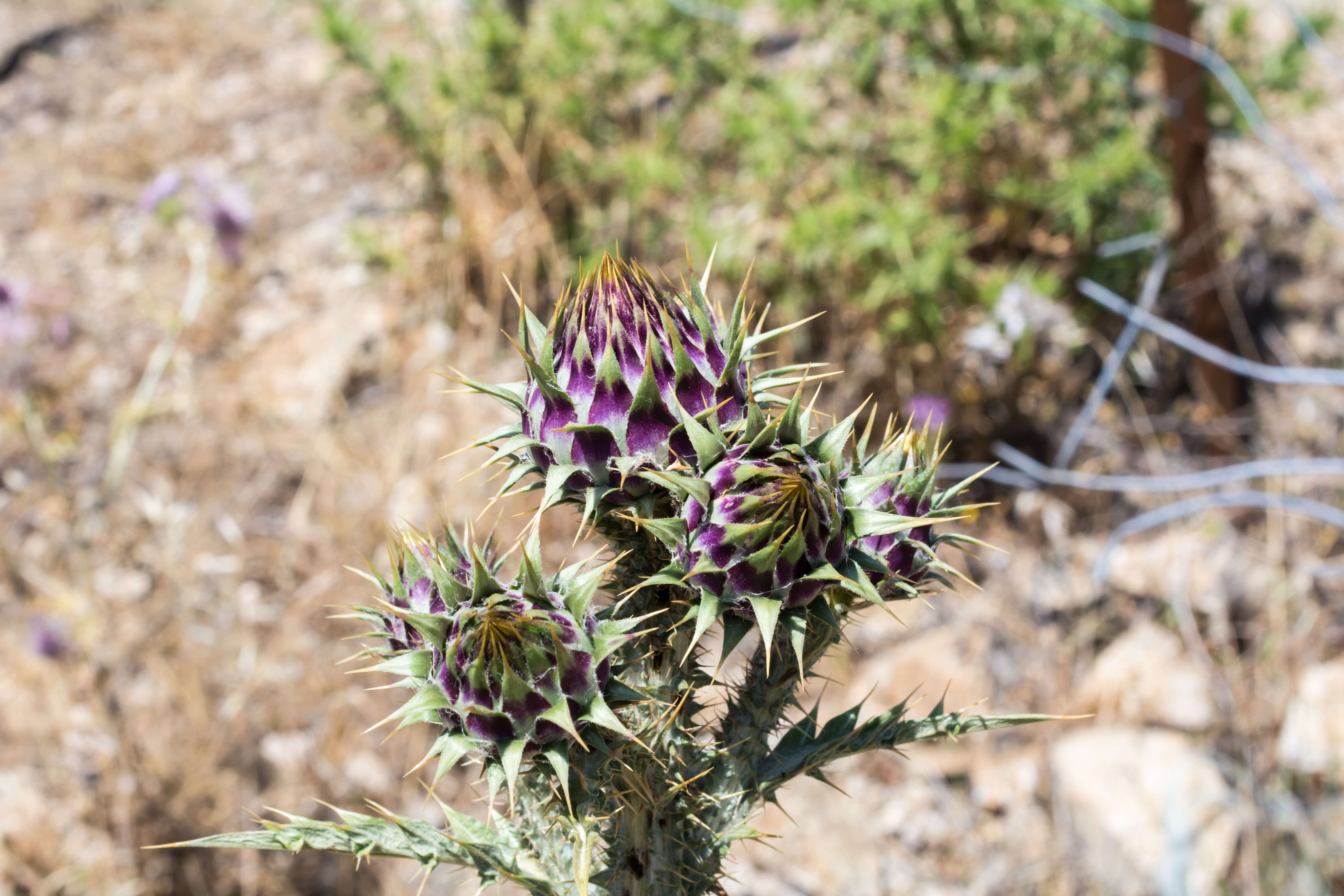 Image of cardoon