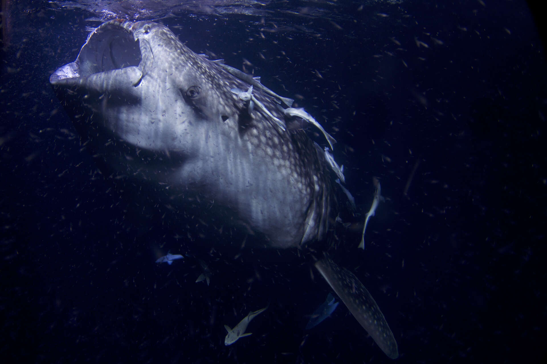 Image of whale sharks