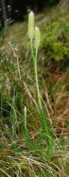 Image of Stag's-horn Clubmoss