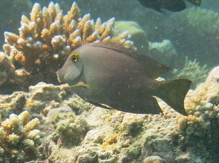 Image of Bristletoothed Surgeonfish