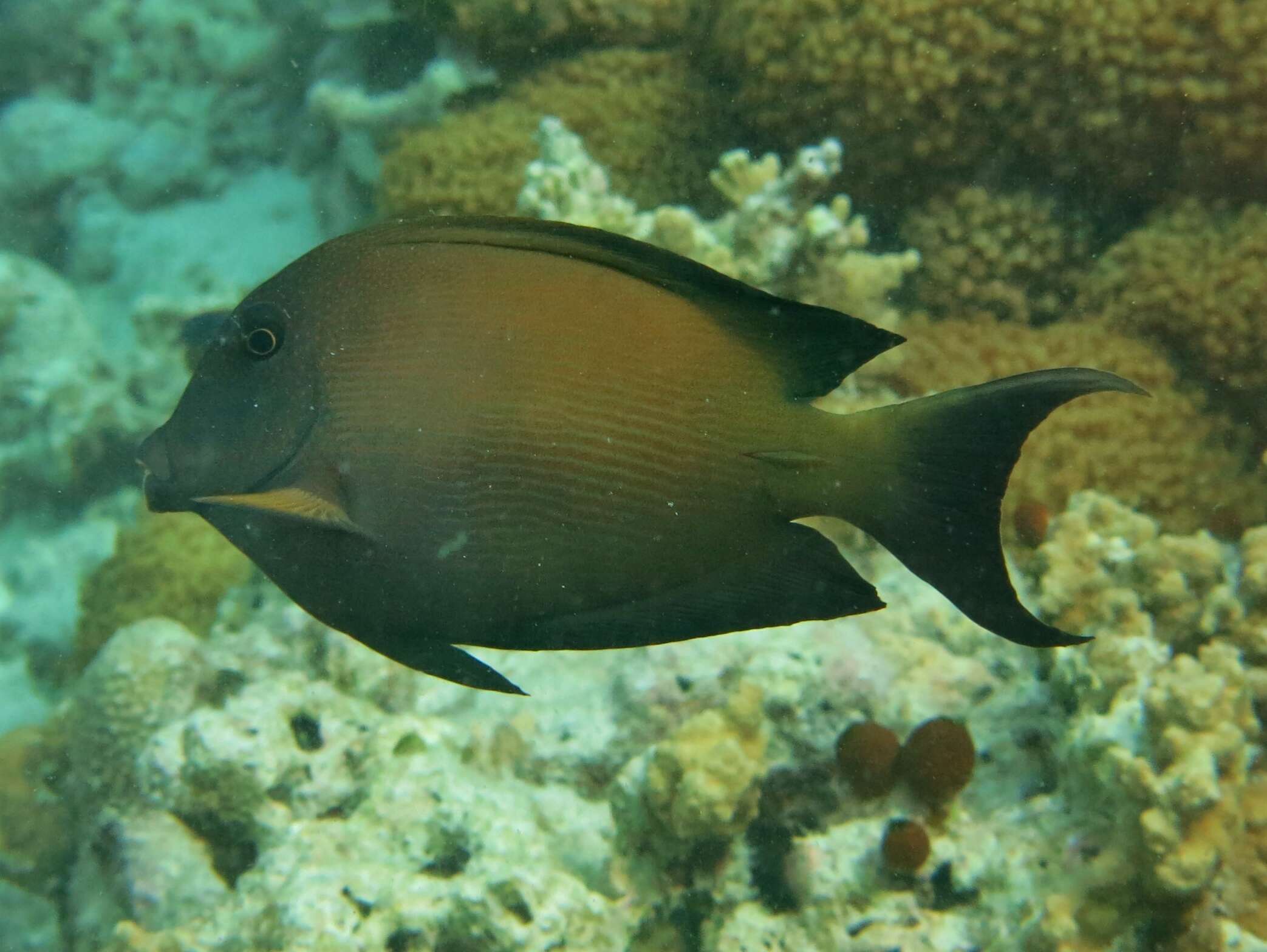 Image of Bristle-toothed Surgeonfish