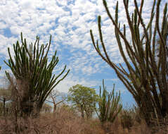 Image of Madagascan ocotillo