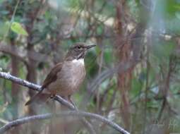 Image of White-throated Robin