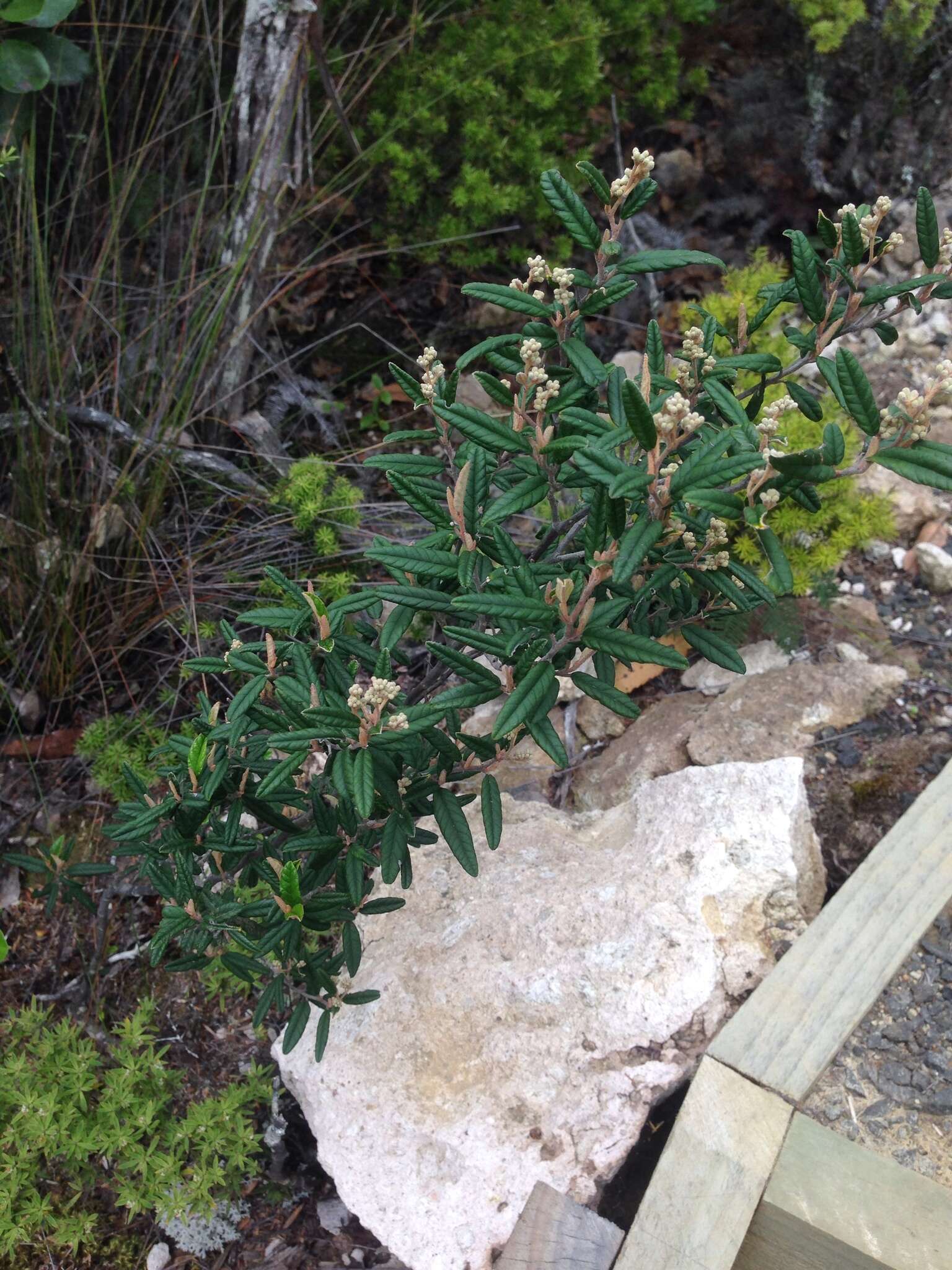 Image of Pomaderris rugosa Cheesem.