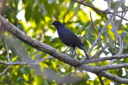 Image of Melanoptila Sclater & PL 1858