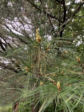 Image of Taiwan White Pine