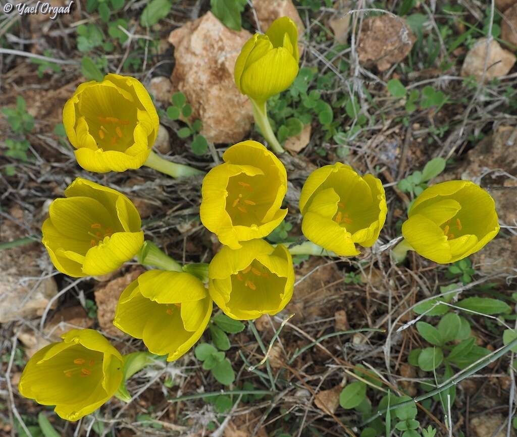 Image de Sternbergia clusiana (Ker Gawl.) Ker Gawl. ex Spreng.