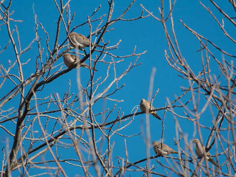 Image of American Mourning Dove