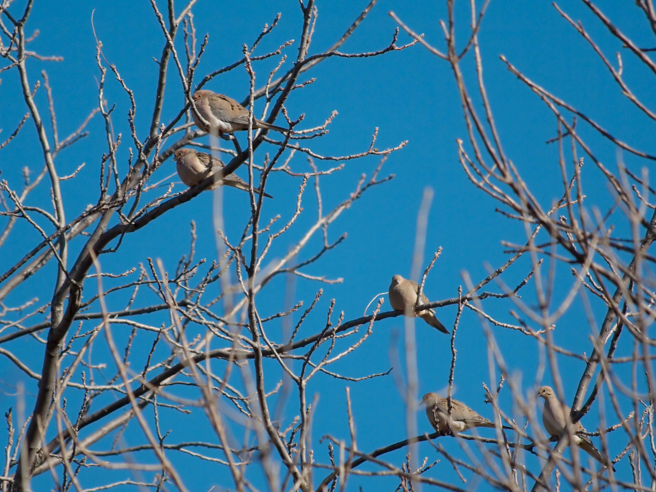 Image of American Mourning Dove