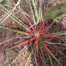 Imagem de Bromelia goyazensis Mez