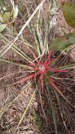 Image of Bromelia goyazensis Mez