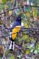 صورة Trogon melanocephalus Gould 1836