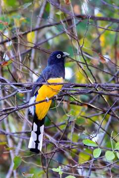 صورة Trogon melanocephalus Gould 1836