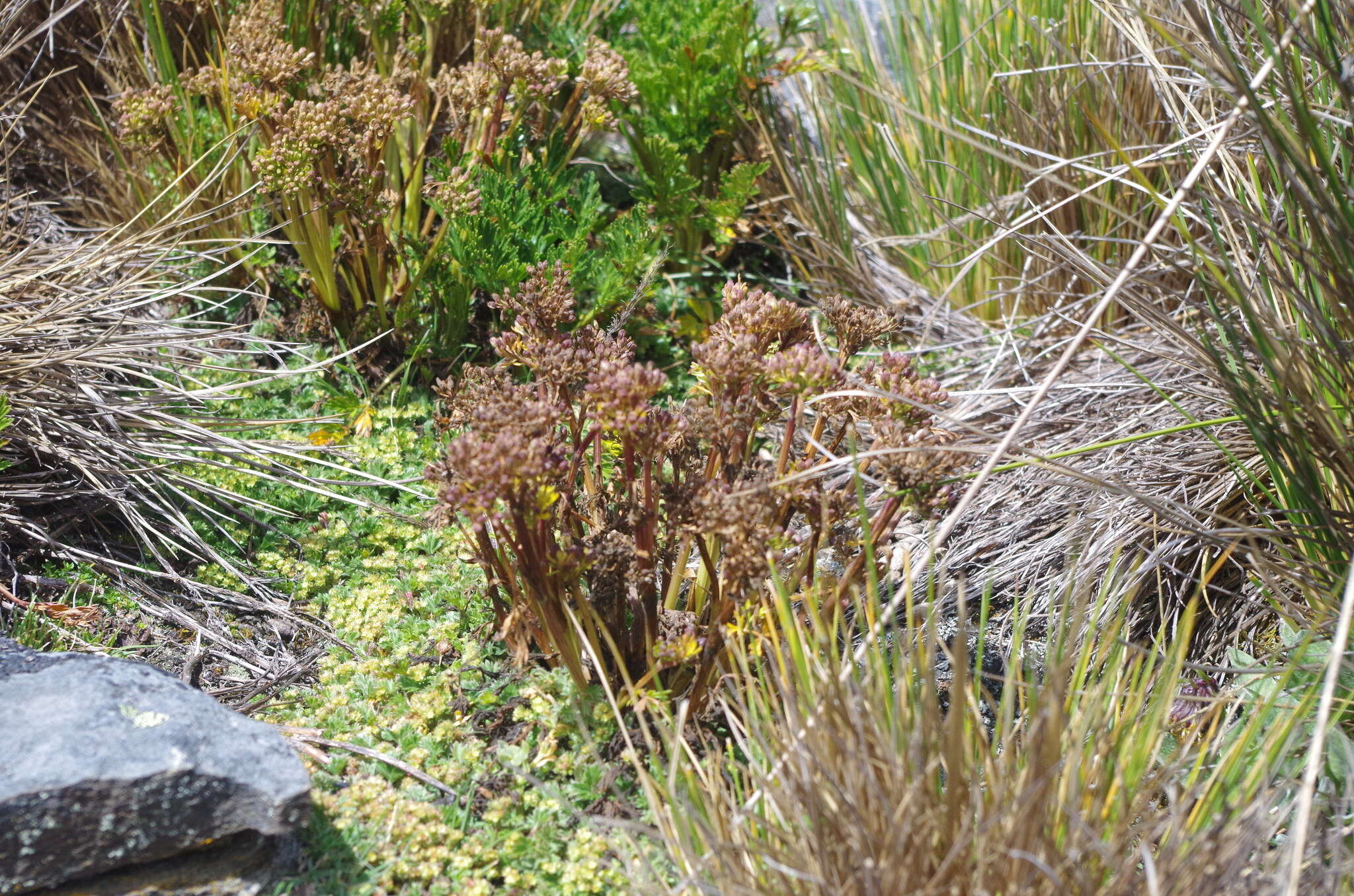 Image of Chaerophyllum andicola (Kunth) K. F. Chung