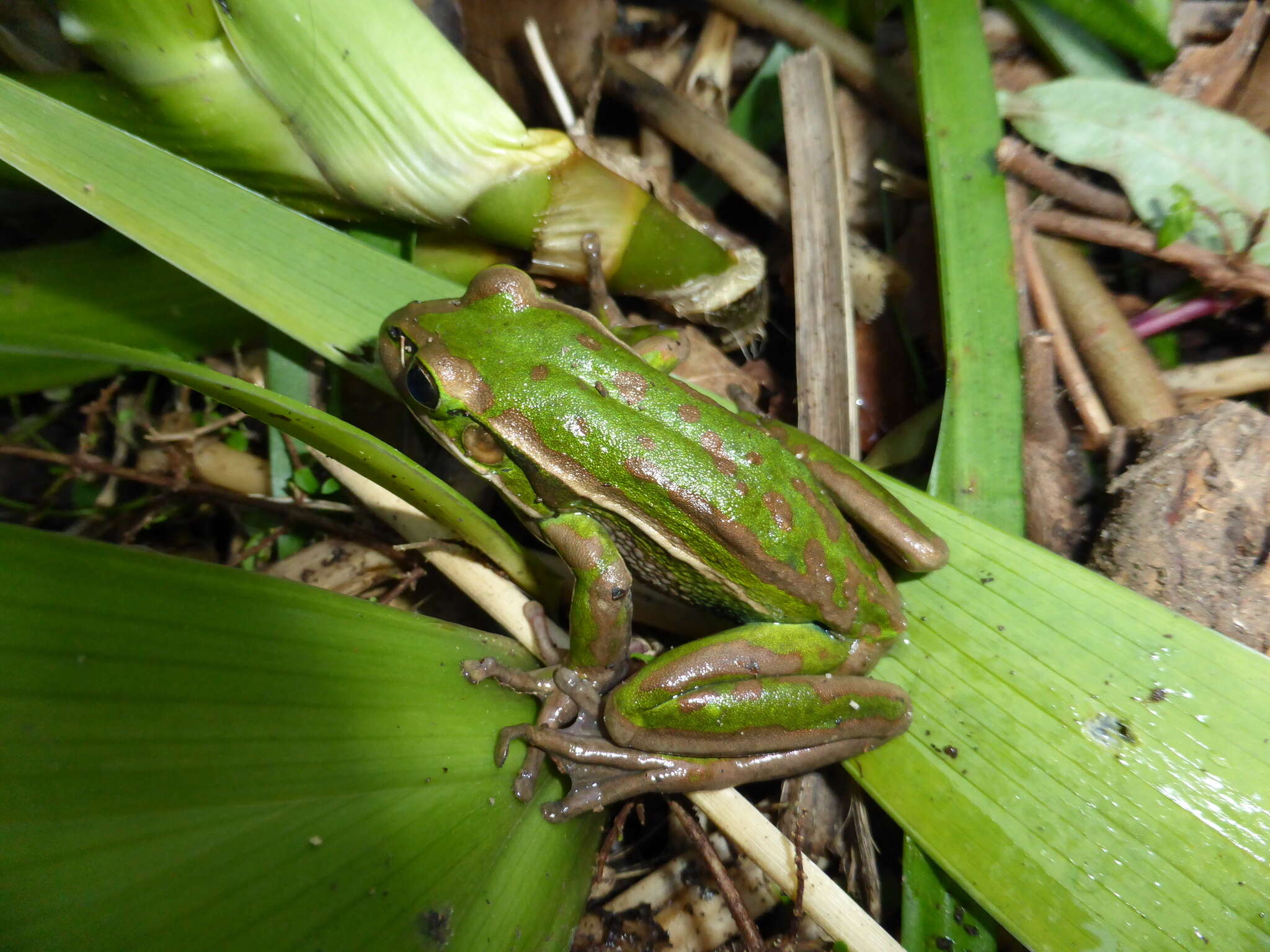 Image of Green and golden bell frog