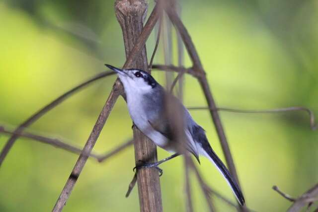 Image of White-lored Gnatcatcher