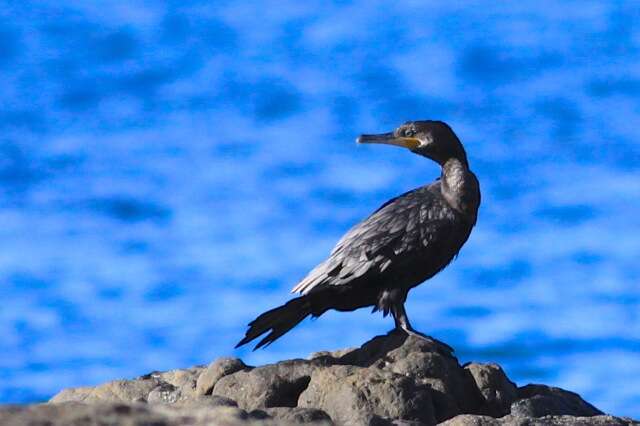 Image of Neotropic Cormorant