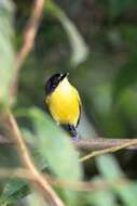 Todirostrum cinereum (Linnaeus 1766) resmi