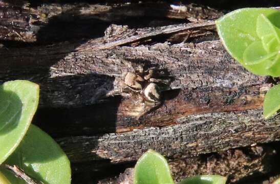 Image of Habronattus californicus (Banks 1904)