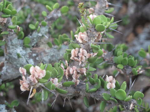 Image of Alluaudia comosa (Drake) Drake