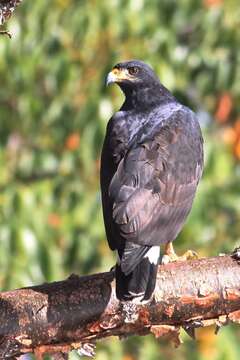 Image of Common Black Hawk