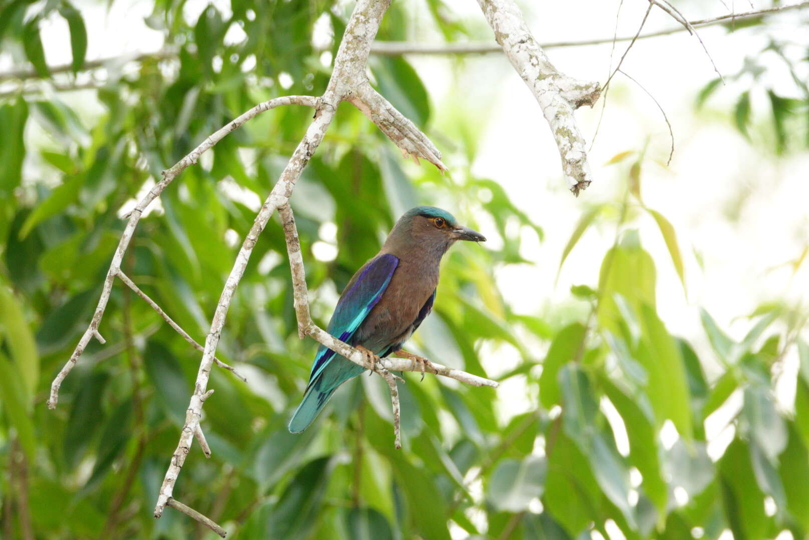 Image of Indochinese Roller