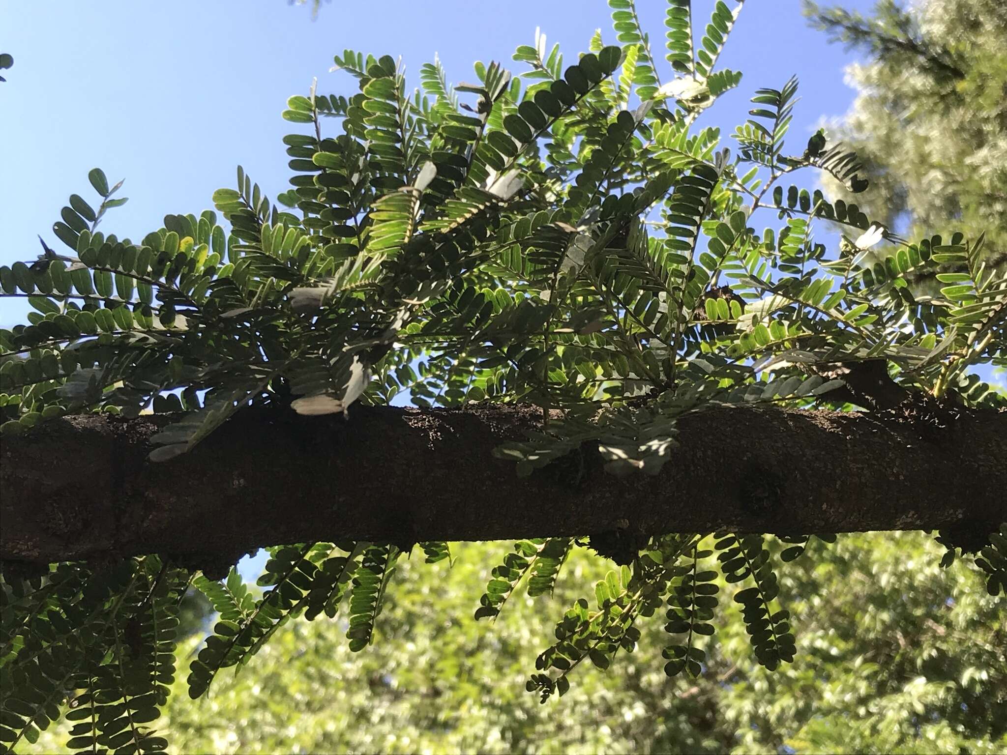 Imagem de Vachellia robusta (Burch.) Kyal. & Boatwr.