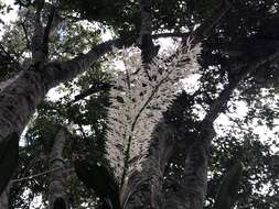 Image of Dendrobium speciosum var. hillii Mast.