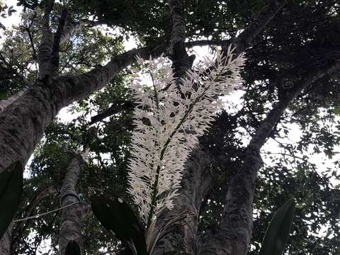 Image of Dendrobium speciosum var. hillii Mast.