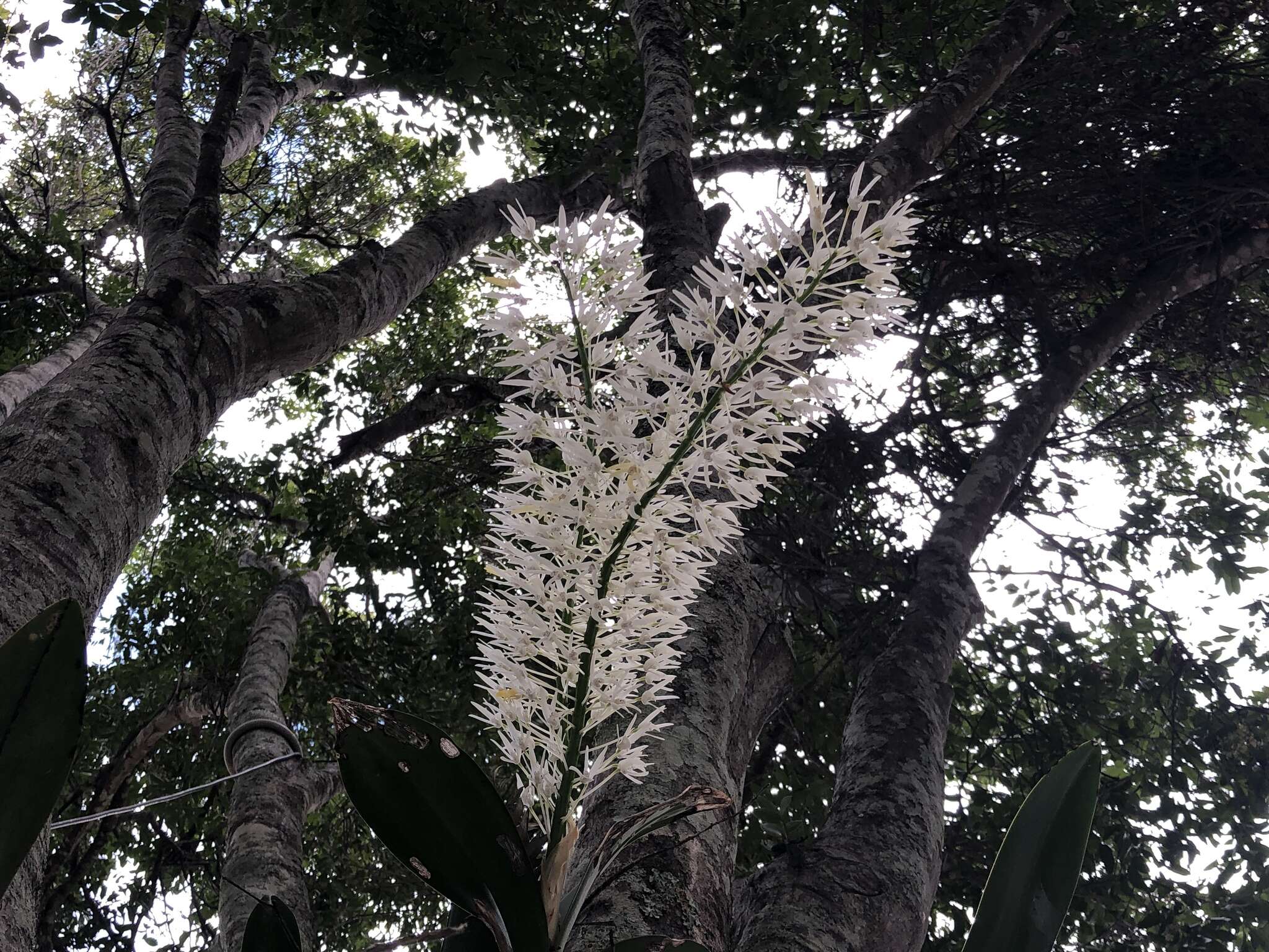 Image of Dendrobium speciosum var. hillii Mast.