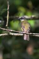 Image of Gray-capped Flycatcher