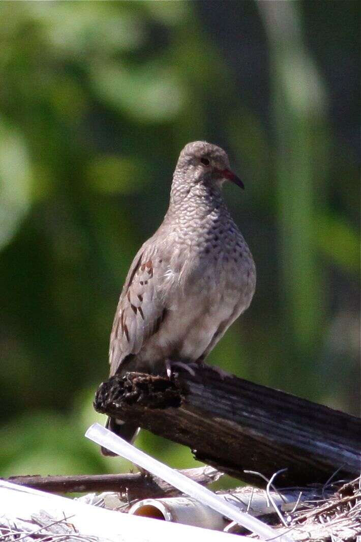 Image of Common Ground Dove