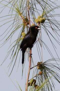 Image of Bronzed Cowbird