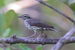 Image of Northern Waterthrush