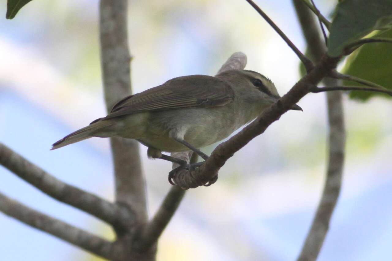 Imagem de Vireo magister (Baird & SF 1871)