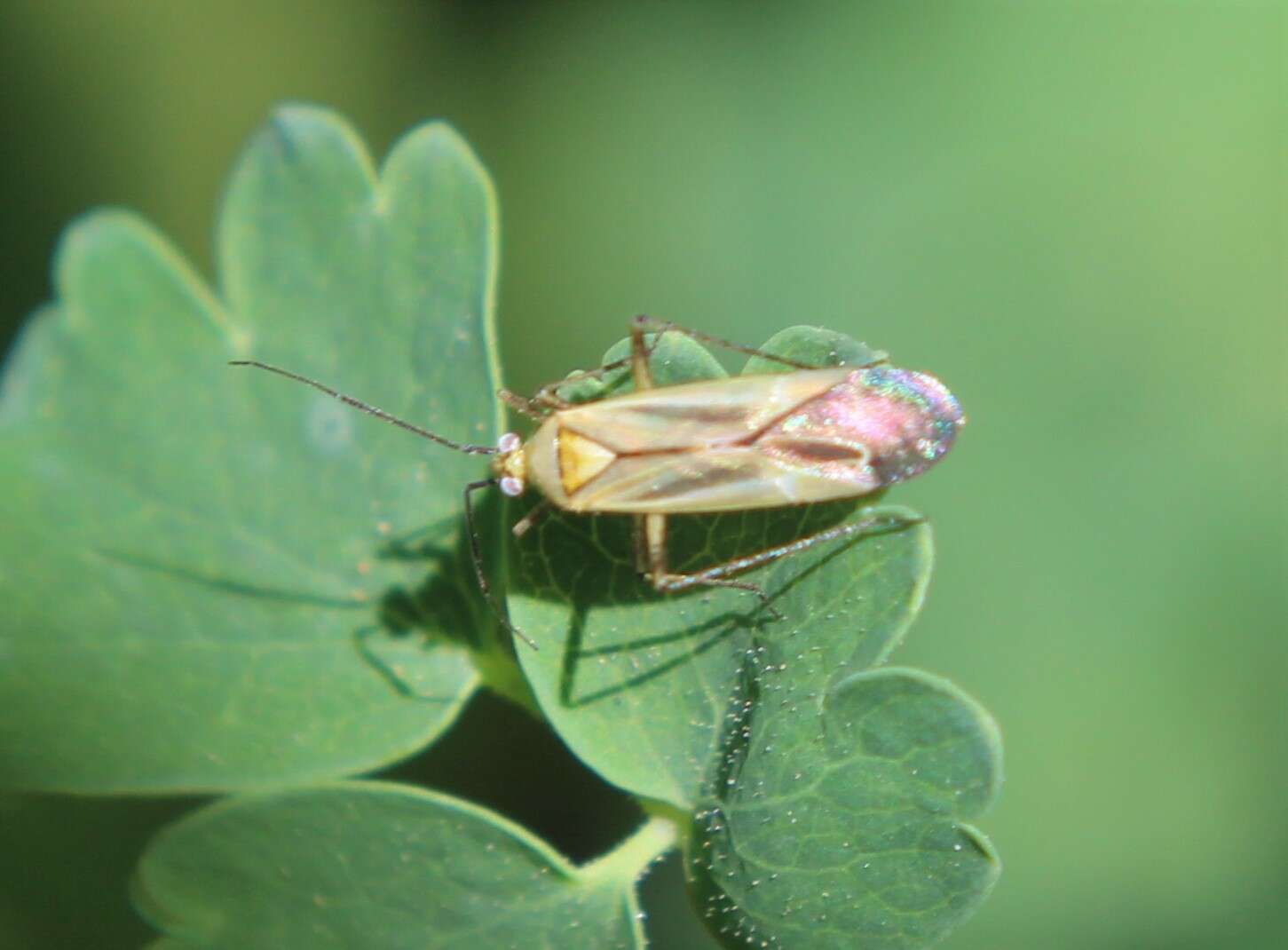 Image of Plagiognathus longipennis (Uhler 1895)