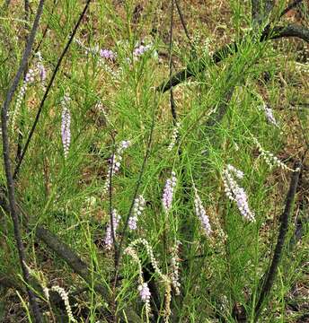 Image of Tamarix ericoides Rottl. & Willd.