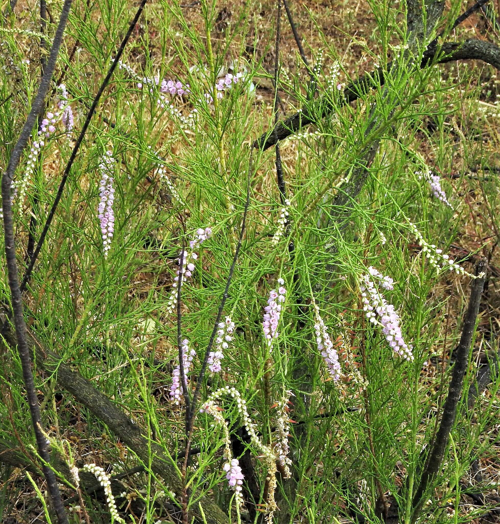 Image of Tamarix ericoides Rottl. & Willd.