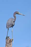 Image of Little Blue Heron