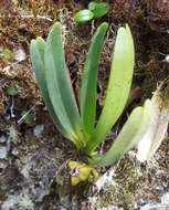 Image of Angraecum borbonicum Bosser