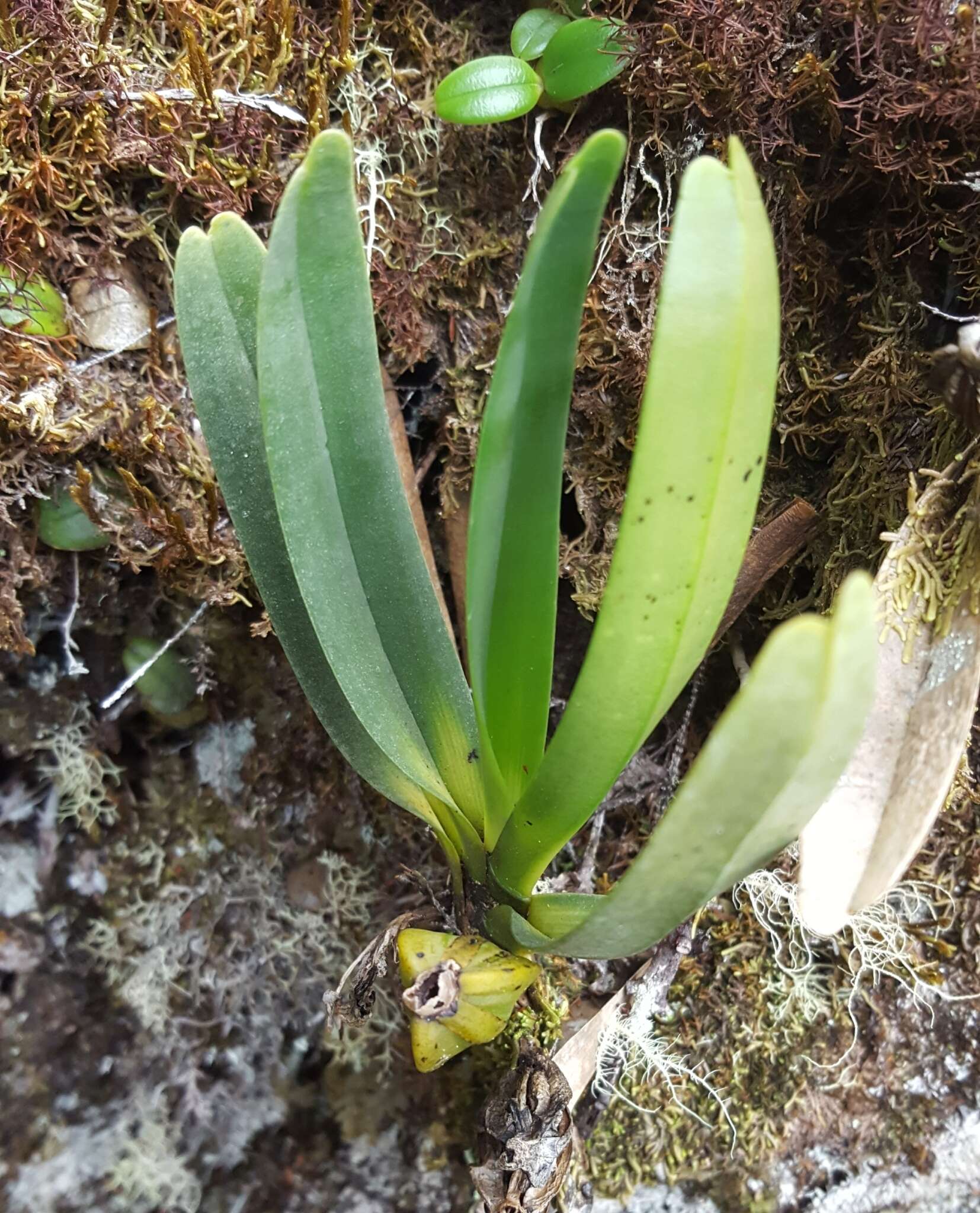 Image of Angraecum borbonicum Bosser