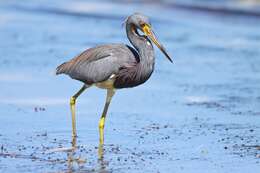 Image de Aigrette tricolore