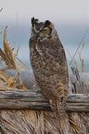 Image of Great Horned Owl