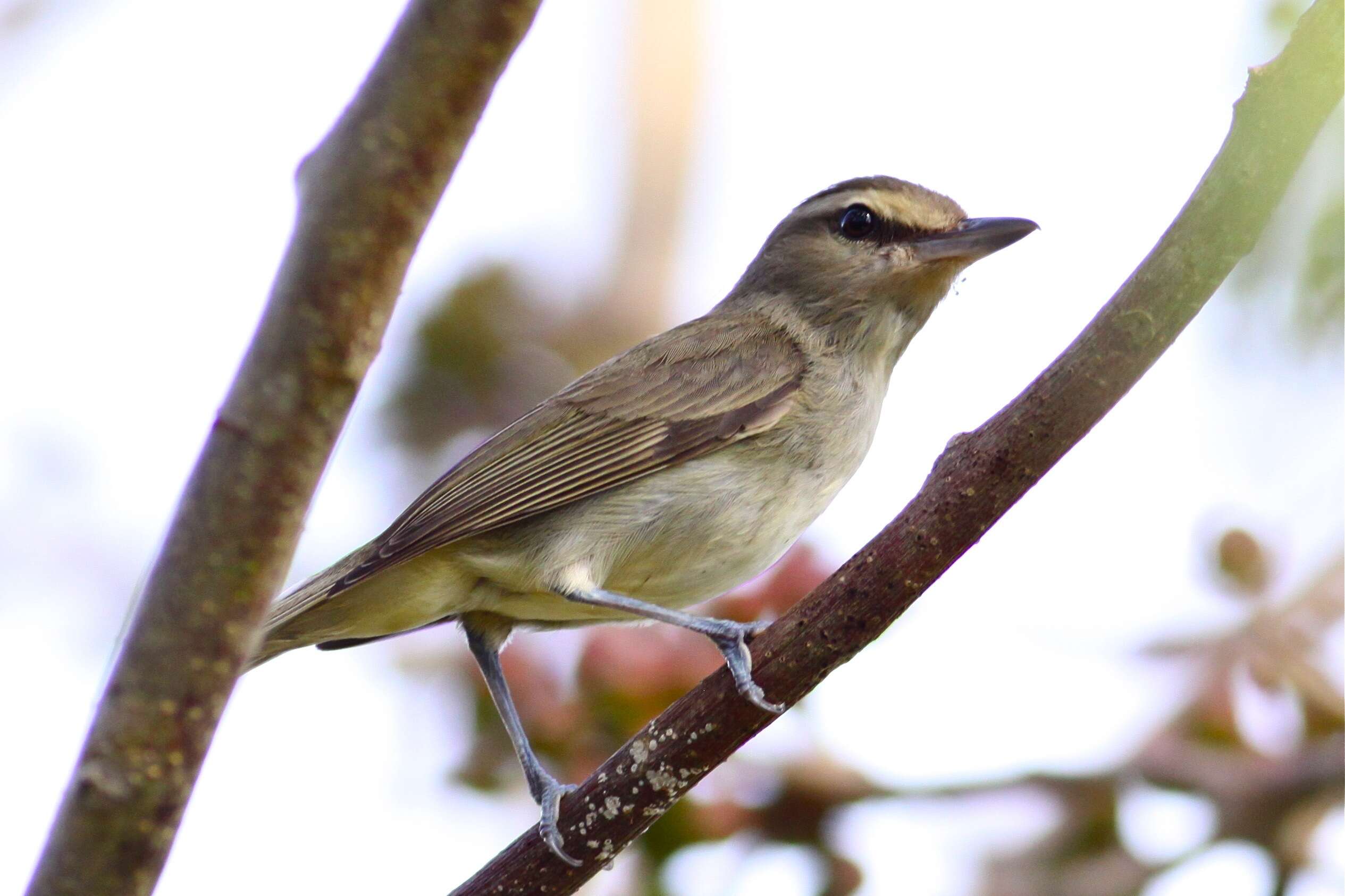 Sivun jukataninvireo kuva