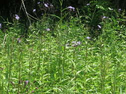 Image of Lactuca sibirica (L.) Maxim.