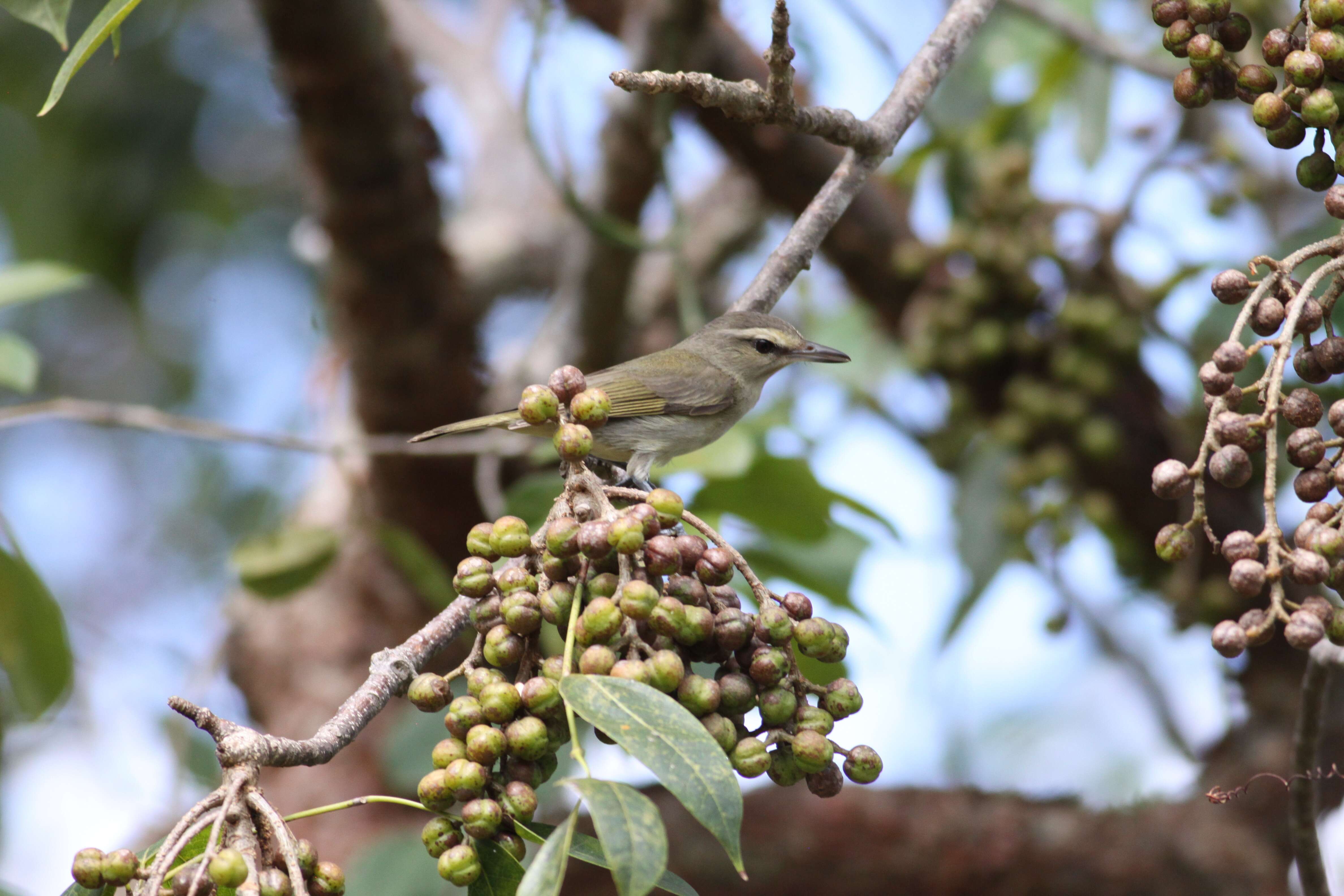 Imagem de Vireo magister (Baird & SF 1871)