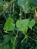 Image of Cyclanthera filiformis (Kuntze) H. Schaef. & S. S. Renner